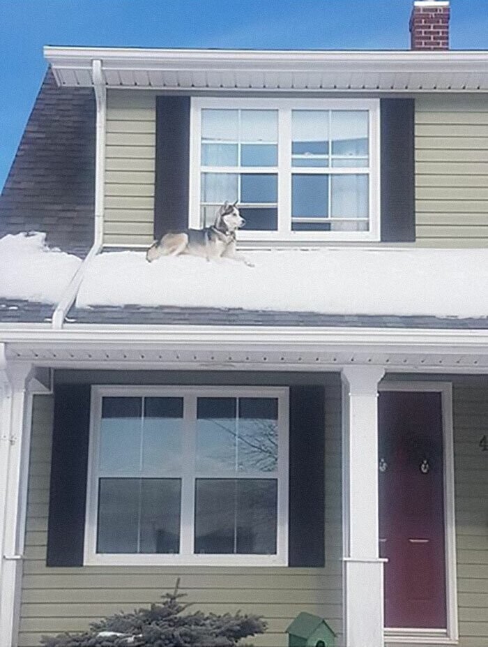 Собака на крыше удивила даже полицейских