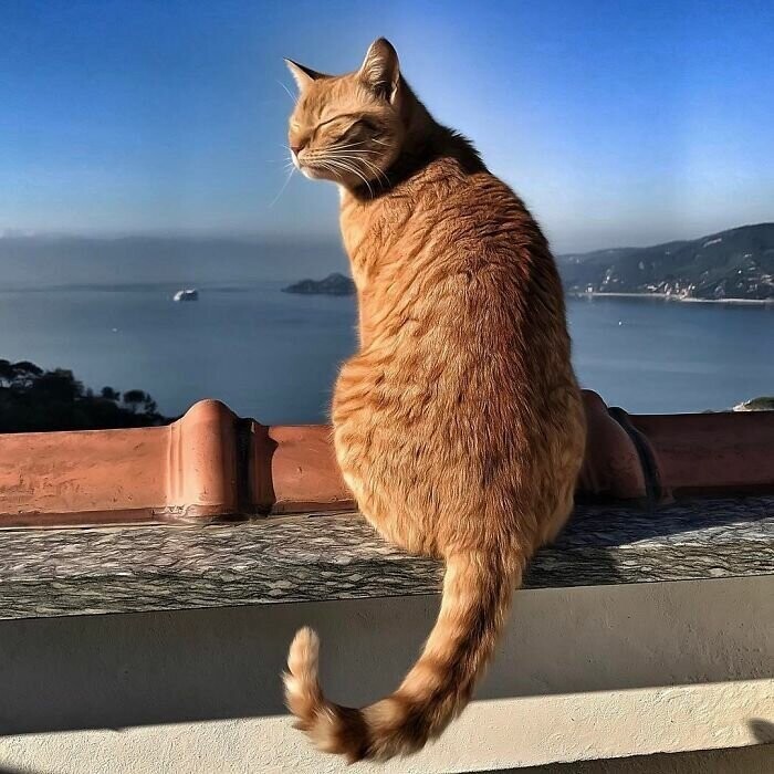 Итальянка показывает насыщенную жизнь своего шикарного рыжего котяры