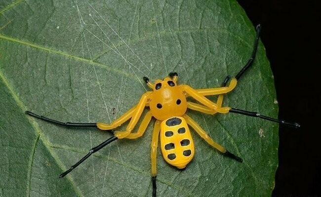 Eight-spotted Crab Spider или Platythomisus quadrimaculatus выглядит как игрушка из резины