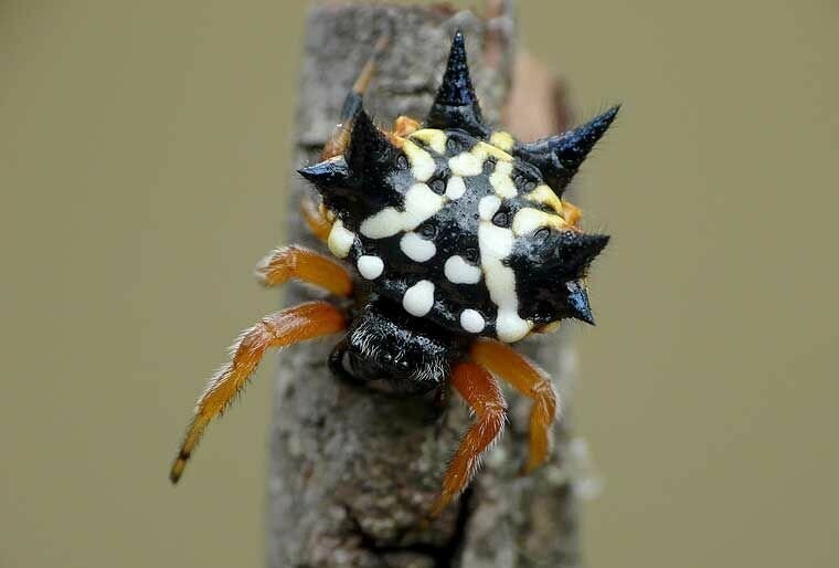 Austracantha minax, или австралийские  пауки-самоцветы, или рождественские пауки.