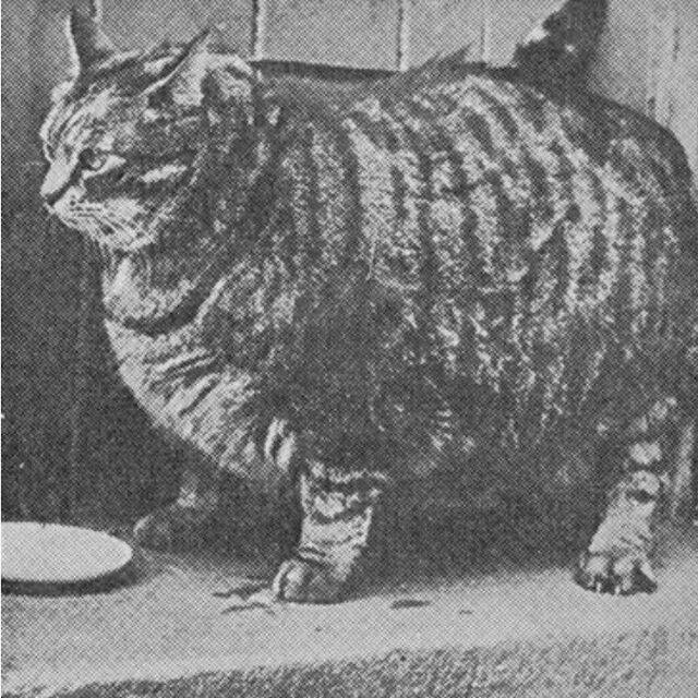 В 1950 году книга рекордов Гиннеса назвала Клауса из Сан-Франциско самым толстым котом. В 8 лет он весил 18 кг (39,7 фунта) и имел объем 91 см (35,2 дюйма) вокруг пузика. 