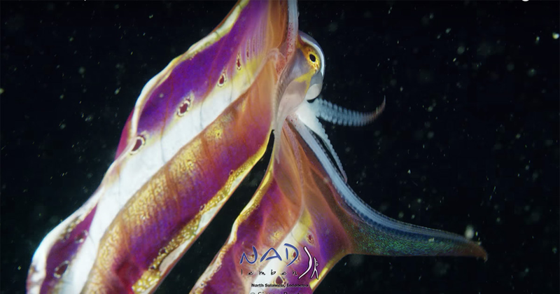 Завораживающие кадры парящего осьминога, расправившего свою двухметровую мантию