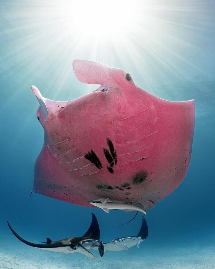 Розовый скат - легенда морей