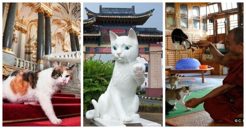 7 удивительных мест, которые определённо понравятся любителям котиков