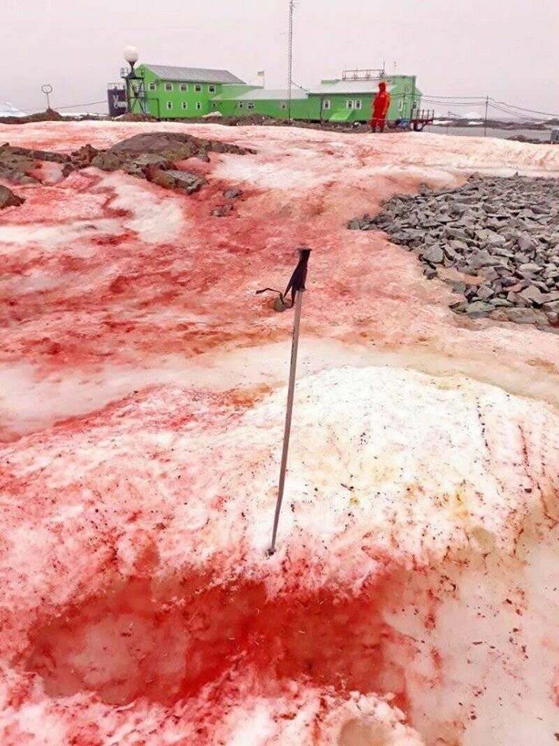 Зловещий знак потепления: кроваво-красный лед Антарктиды
