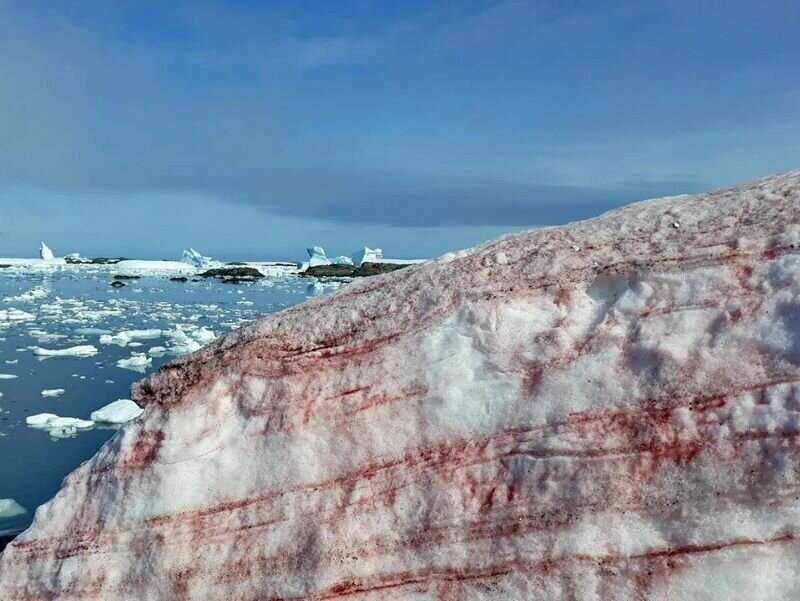 Зловещий знак потепления: кроваво-красный лед Антарктиды