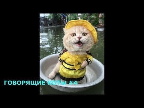 Коты смешно говорят как люди 