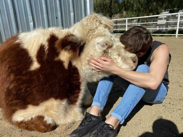 4. "Это Арета, спасенная нами корова. Она почистила мне ноги языком, а потом заснула. Хорошая девочка"