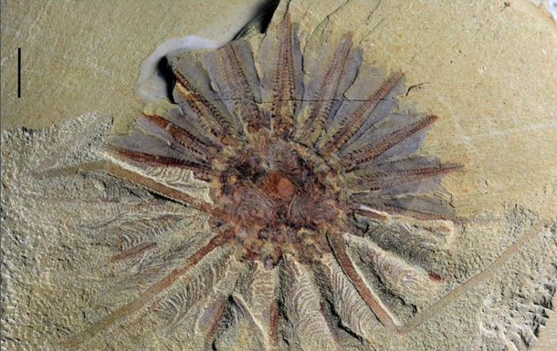 1) Удивительные беспозвоночные - 518 миллионов лет назад