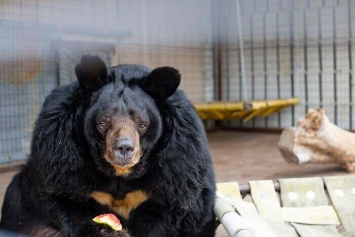 Толстого медведя из США  посадили на диету