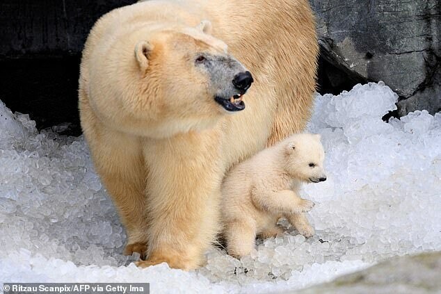 Белые медведи в Арктике поедают друг друга
