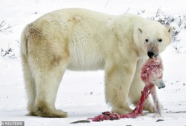 Белые медведи в Арктике поедают друг друга