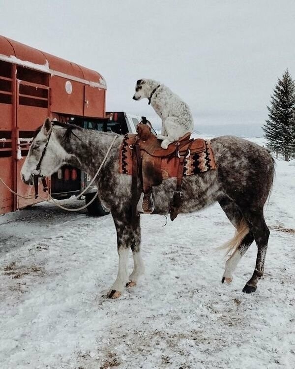 Собачья фотовсячина