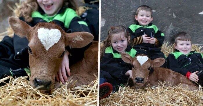 Корова родилась в День святого Валентина с узором на лбу в форме сердца
