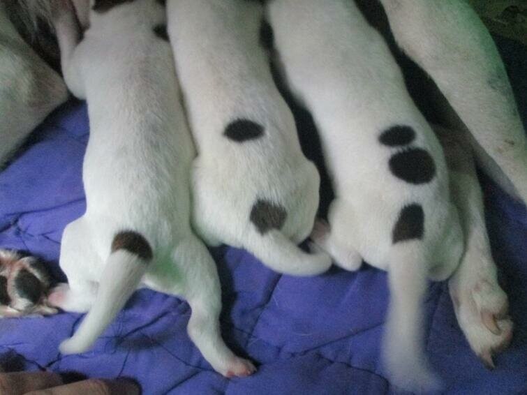 Собака родила трех щенков, каждый со своим соответствующим номером на спине