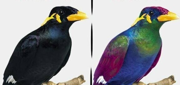 Разница в зрении: как видит человек - и как видит птица