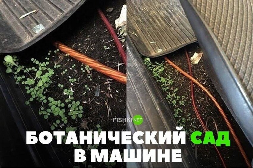 Ботанический сад в машине