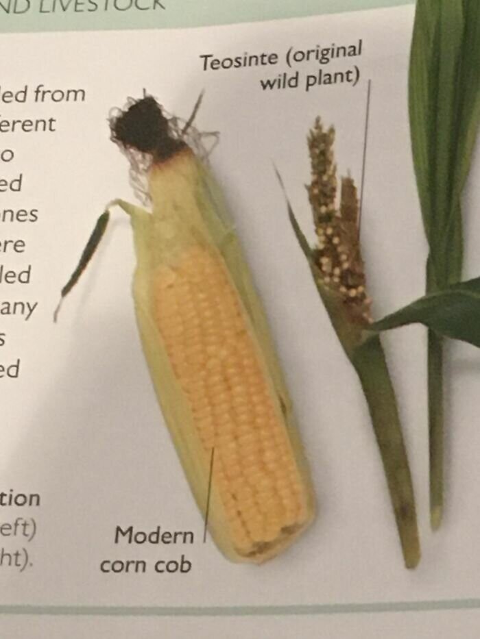 Дикая и окультуренная кукуруза