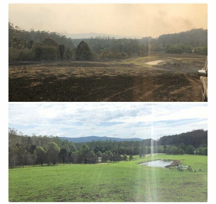 Поле после пожара - и 10 недель спустя:  природа сама себя лечит