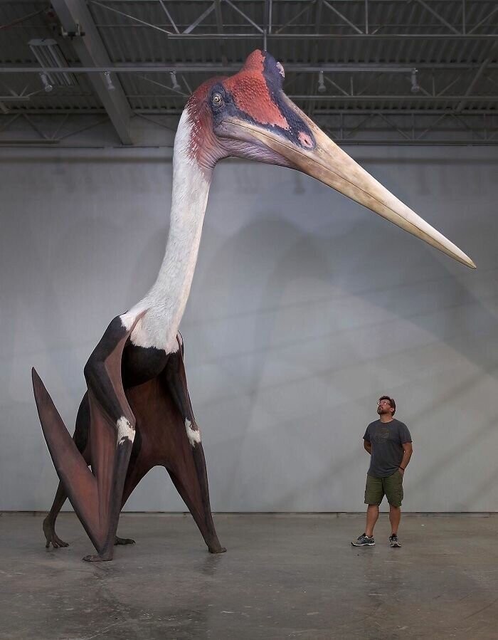 Кетцалькоатль, самое большое летающее животное в истории, рядом с человеком