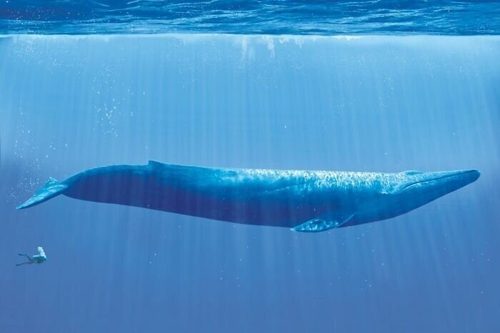 Самое крупное млекопитающее на Земле - синий кит - и дайвер