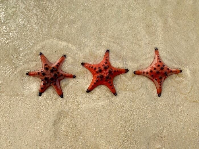 Морские звезды с 4, 5 и 6 лучами