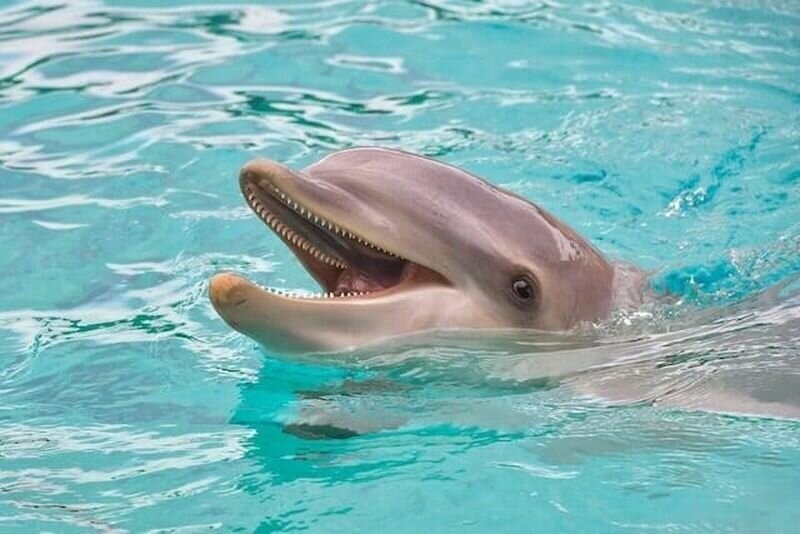 Дельфины послушны и спокойны