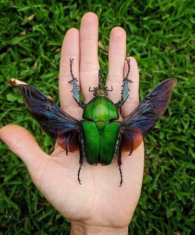 Огромный африканский жук