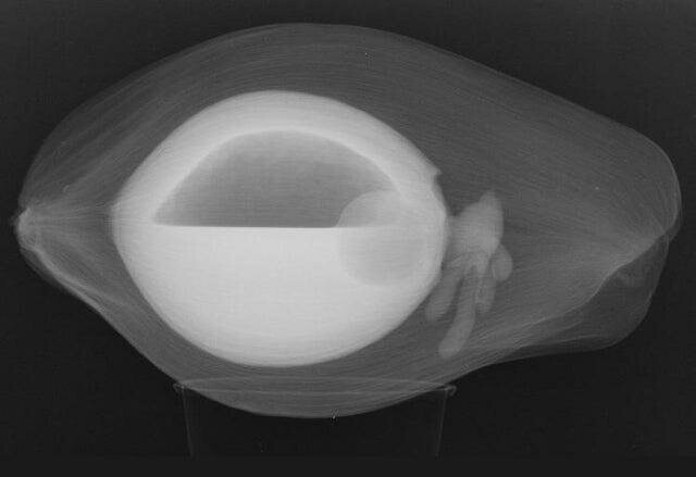 Рентгеновский снимок кокоса