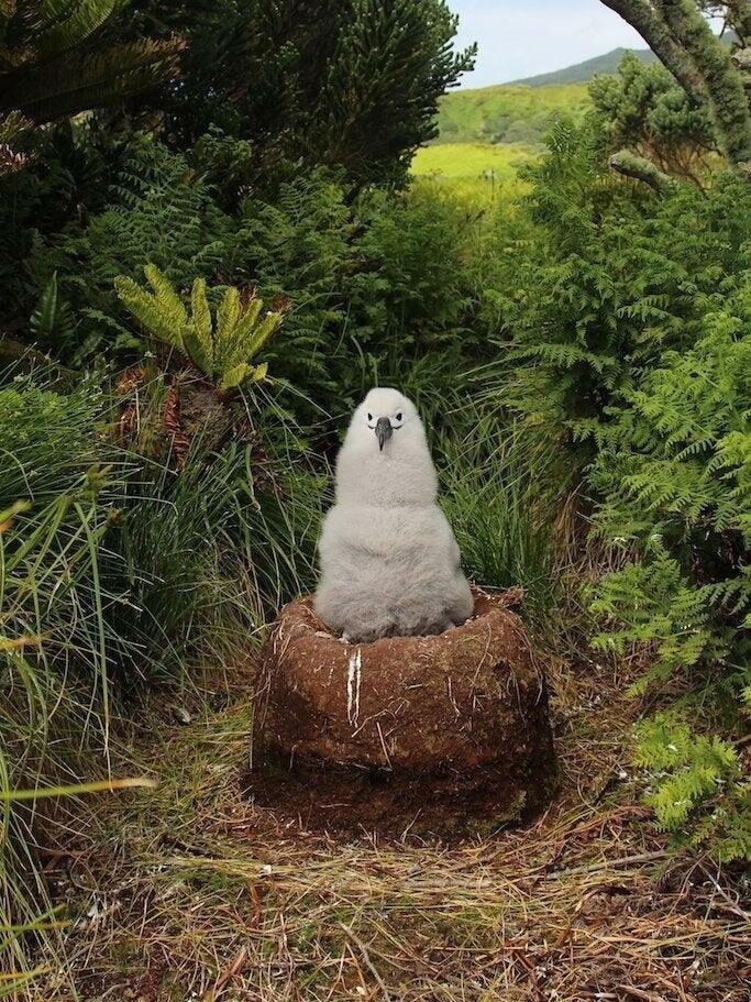 Так выглядит птенец альбатроса, сидящий в гнезде