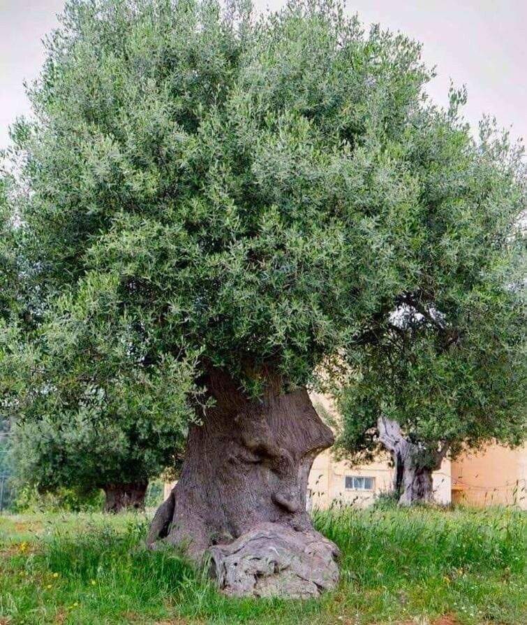 Думающее Дерево — древнее оливковое дерево, растущее в Апулии, Италия, которому более 1500 лет