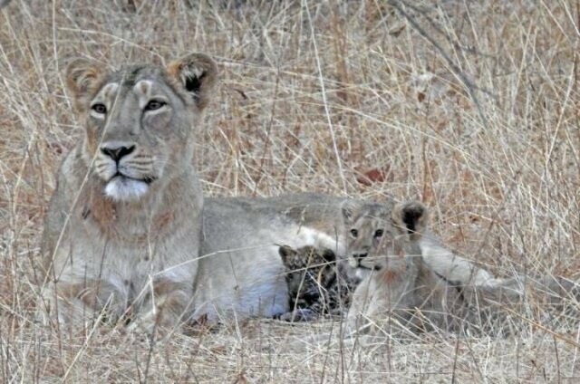 Львица со своим львёнком и усыновлённым детёнышем леопарда, национальный парк "Гирский лес" 
