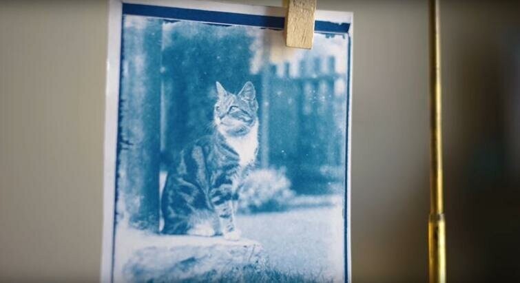 Вуа-ля, память о коте, который жил около 120 лет назад, вернулась к жизни!