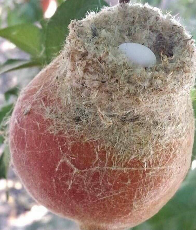 Гнездо колибри с яйцом, свитое на верхушке персика