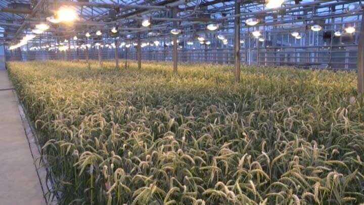 На Кубани вывели новый сорт мягкой яровой пшеницы с урожайностью более 100 ц/га