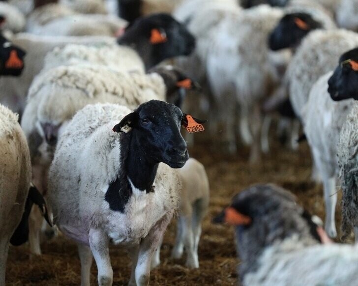 «Мираторг» открыл первую овцеводческую ферму в Тульской области