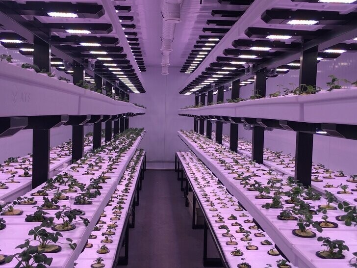  В Екатеринбурге запущена вертикальная ферма по выращиванию клубники