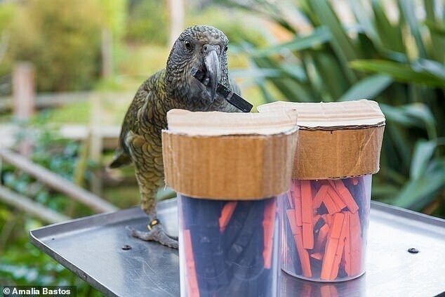 Ученые выяснили, что попугаи понимают основы теории вероятностей