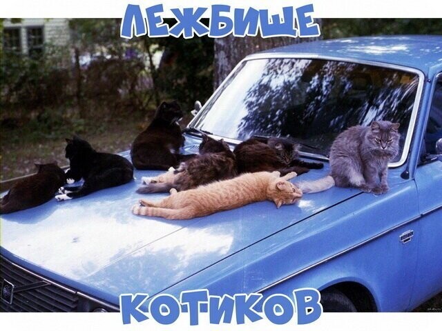 Автовсячина