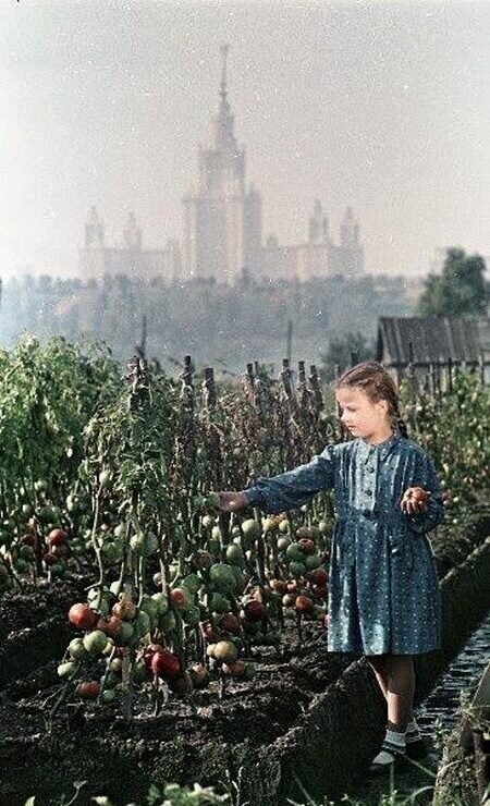 Выращивание помидоров в Лужниках, 1953 год, Москва
