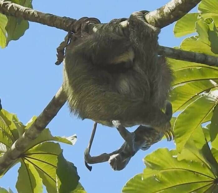 Удивительный момент: мама-ленивец родила малыша на дереве