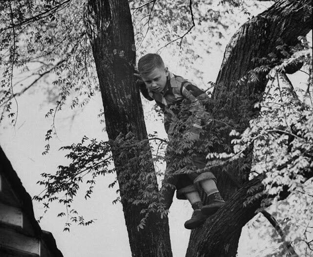 6. Мальчик играет на дереве в штате Арканзас, США, 1953