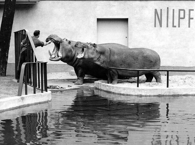 Судьба животных из Берлинского зоопарка во время Второй мировой