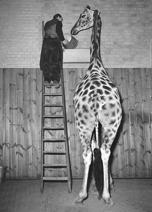 Судьба животных из Берлинского зоопарка во время Второй мировой