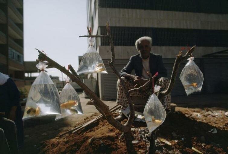 Мужчина продает золотых рыбок в пакетиках с водой, привязанных к веткам дерева, Бейрут, Ливан, 1983 год