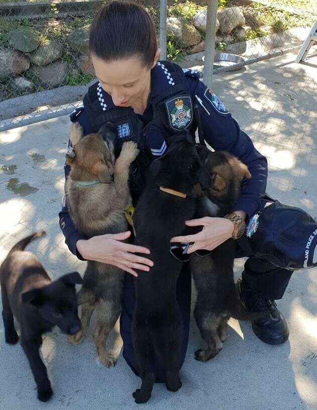 Пёс по кличке Оззи родился в 2018 году и должен был работать в полиции штата Квинсленд, Австралия
