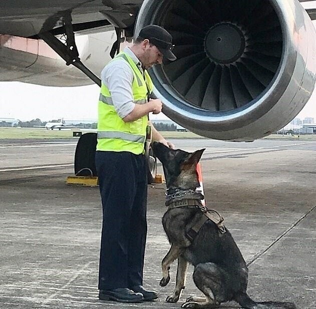 Пёс оказался слишком добрым для полиции, но его навыки идеально подошли для работы в аэропорту