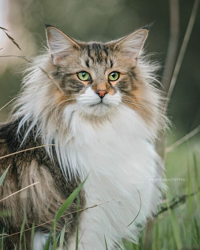 Норвежский лесной кот: величественный и мощный