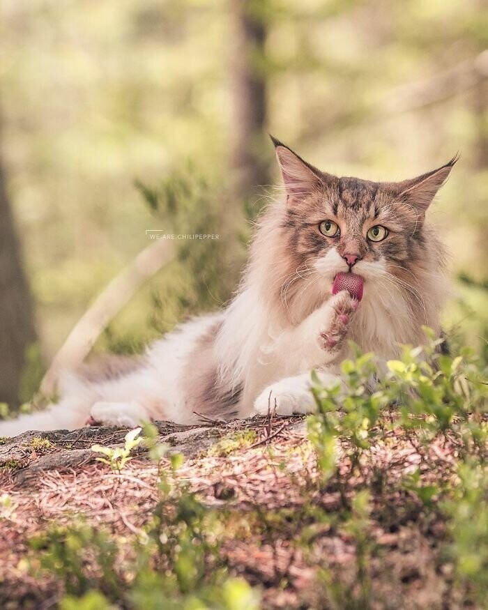 Норвежский лесной кот: величественный и мощный