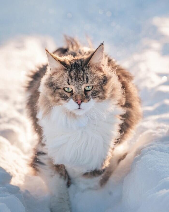 Норвежский лесной кот: величественный и мощный